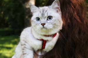 Британский кот Кенниана